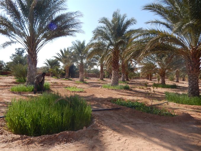 A promising farm in the construction sites. For the revitalization of territories and local economy with biotechnological innovations.Une ferme prometteuse en chantiers.Pour une dynamisation des territoires et de l'économie locale avec des innovations biotechnologiques