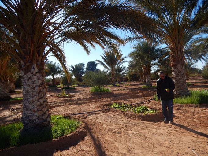 Professeur Abdelkader Bekki Directeur du Laboratoire de Biotechnologie des rhizobiums et amélioration des plantes (LBRAP) Université d'Oran 