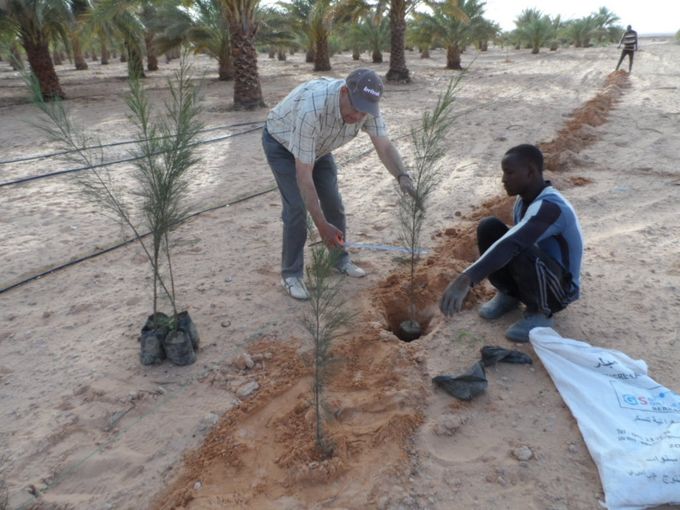 Opération pilote : plantation de 120 plants de casuarinas à l'occasion de la journée mondiale de l'arbre, 21 mars 2018.