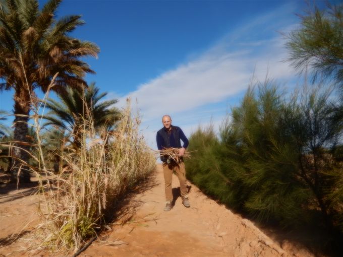 A droite, plants de casuarinas 10 mois après la plantation -  31 janvier  2019