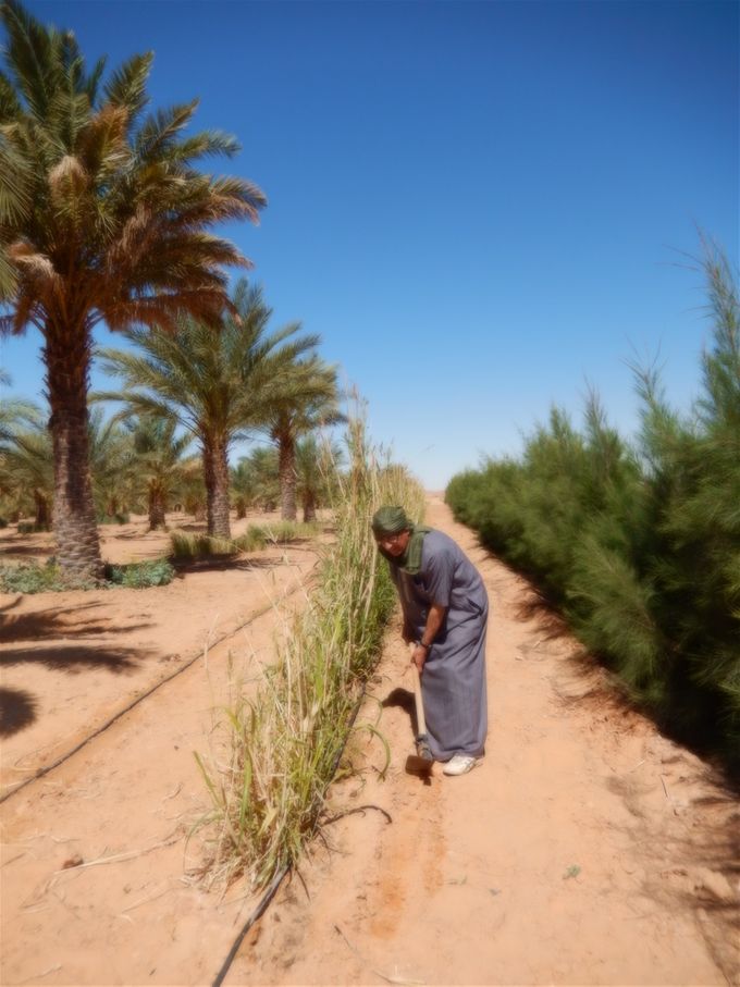 A droite, état de croissance des plants de casuarinas une année aprés-14 avril 2019