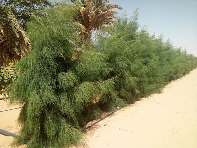 Au 20 juin 2019 - Etat végétatif de la haie de casuarinas - 14 mois après la datte de plantation
