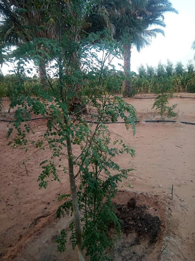 Cultures en étages - Plants de moringa âgé de 3 mois