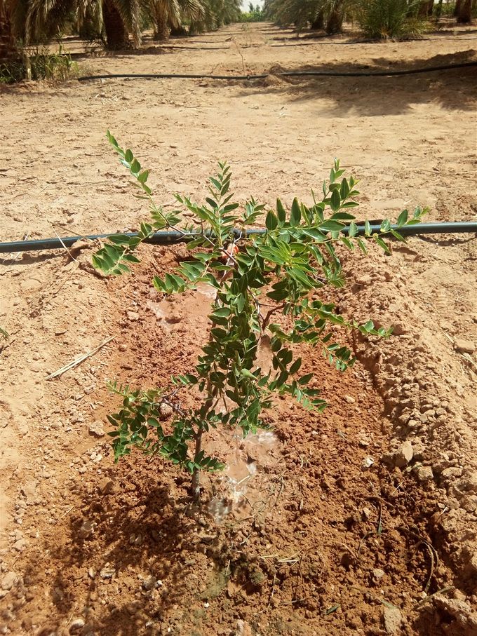 Plant de jujubier - 5 semaines après la plantation