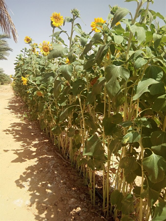 Plants de tournesol 5 semaines après le semis