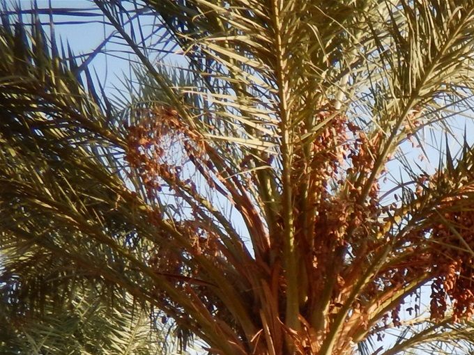 Une technique d’agro-foresterie avec un micro-climat favorable au développement des cultures