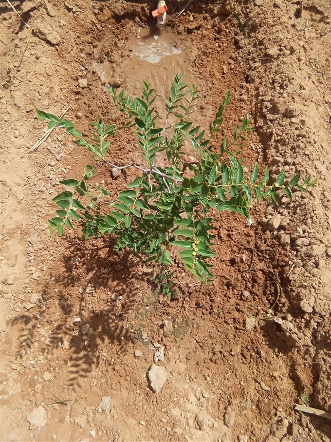Plant de jujubier 2 mois après