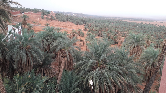 Palmeraie de Timimoun