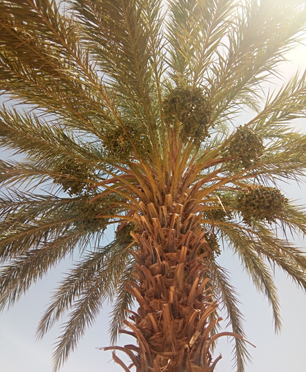Le palmier dattier Symbole de fécondité, prospérité et longévité