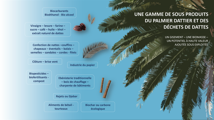 Valorisation des sous produits du palmier dattier et des déchets de dattes