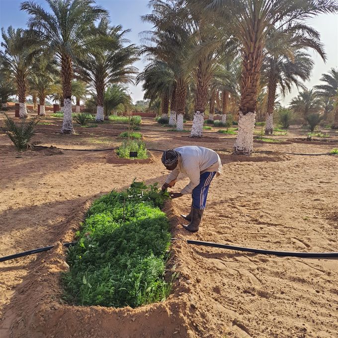 LA CLE DES OASIS : une plate forme d'innovations et de résilience d'un système de production diversifié